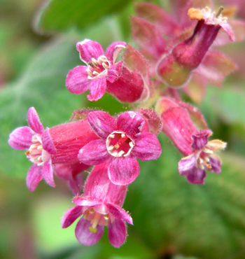 Ribes malvaceum’s tubular flowers are a dream for hummingbirds. Photo: Wikipedia