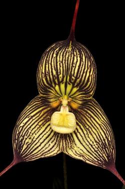 Dracula ‘Bela Lugosi’ is a hybrid of the vampire orchid found growing in the cloud forests of Equador. Photo credit: Ron Parsons