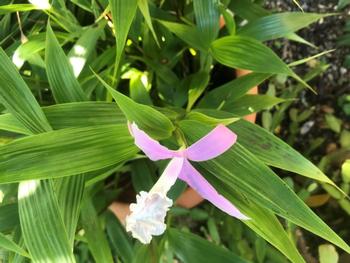 This lovely Sobralia blooms in a Mill Valley garden. Photo credit: Jane Scurich