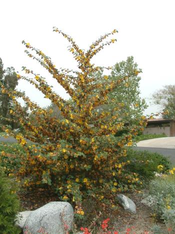Fremontodendron ‘California Glory’ is a showstopper in late spring and summer. Photo: Gardensoft