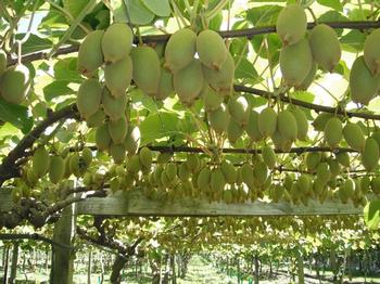 Kiwis are sizeable vines. Photo: Wiki Commons