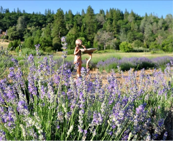 Lavender ‘Lavandula’ Photo: Bluestone Meadow Farm