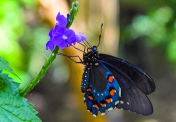 Pipevine swallowtail feasting on nectar Photo: Charles Patrick Ewing, Flickr