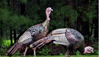 Wild turkeys  Photo: Pixabay