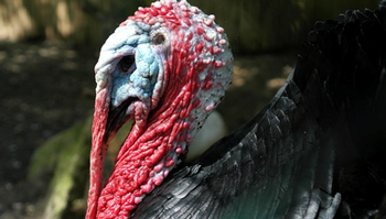 Tom turkey Photo: Pixabay
