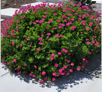 Geranium ‘Pink Blizzard‘  Photo: PlantMaster