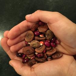 Saving and swapping seeds is an ancient tradition that protects biodiversity. Photo: Marie Narlock