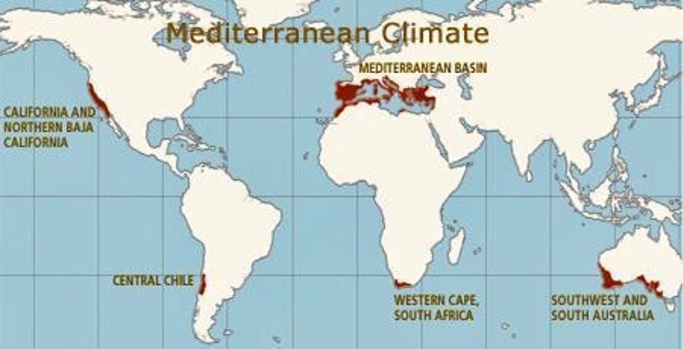 The world’s five Mediterranean climate regions make up just 2% of Earth's land but 20% of its plant species. Image, Courtesy UC Regents