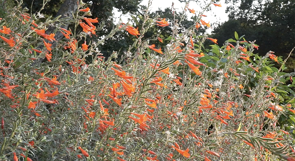 Most California native plants like this California fuchsia (Epilobium canum) are adapted to our summer dry/winter wet climate. Photo: Linda Stiles