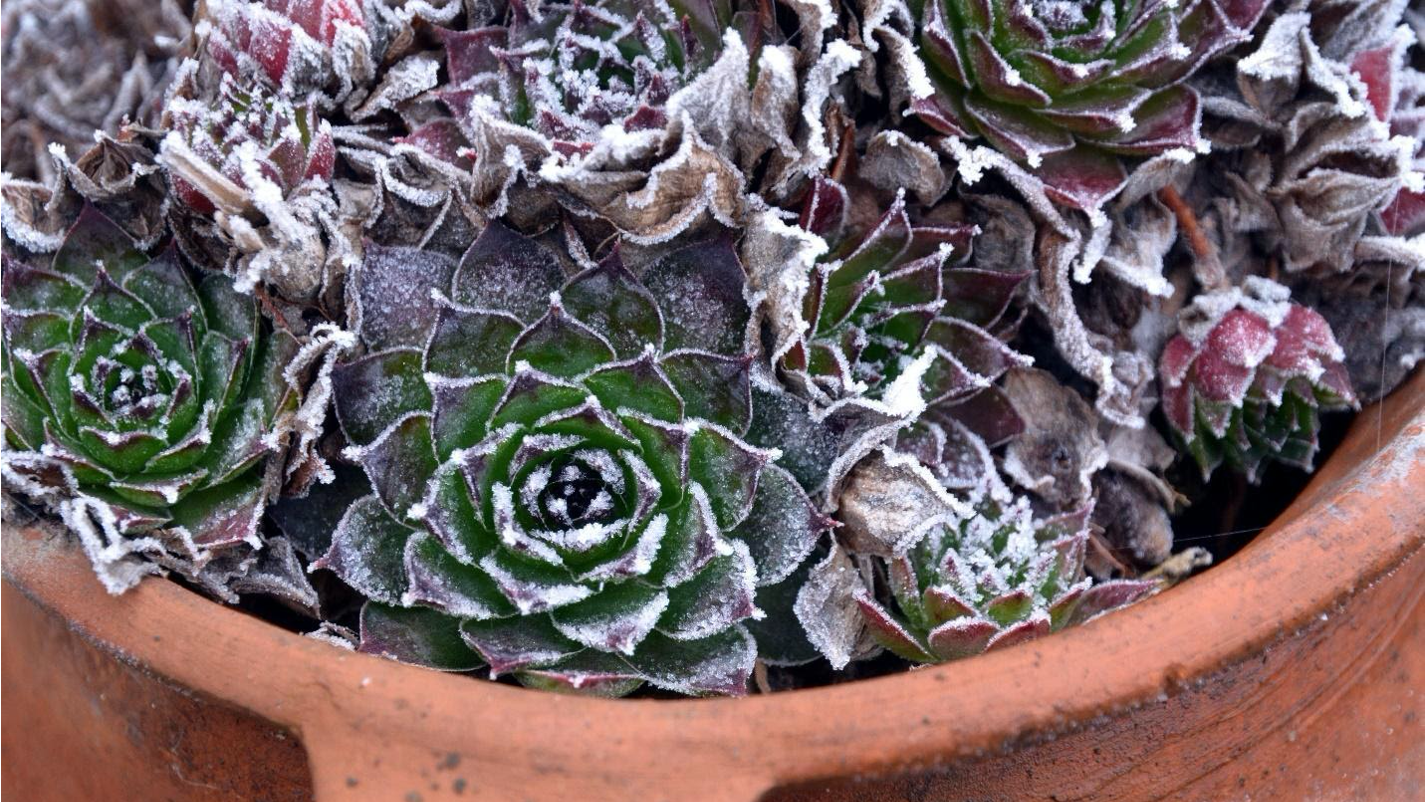 Check the USDA Plant Hardiness Zone to see if a plant will withstand frost. Photo:  Veran Stanojevic, pxhere.com