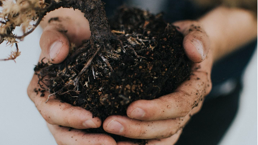 Healthy soil is the key to locking up carbon. Photo: Pxhere.com