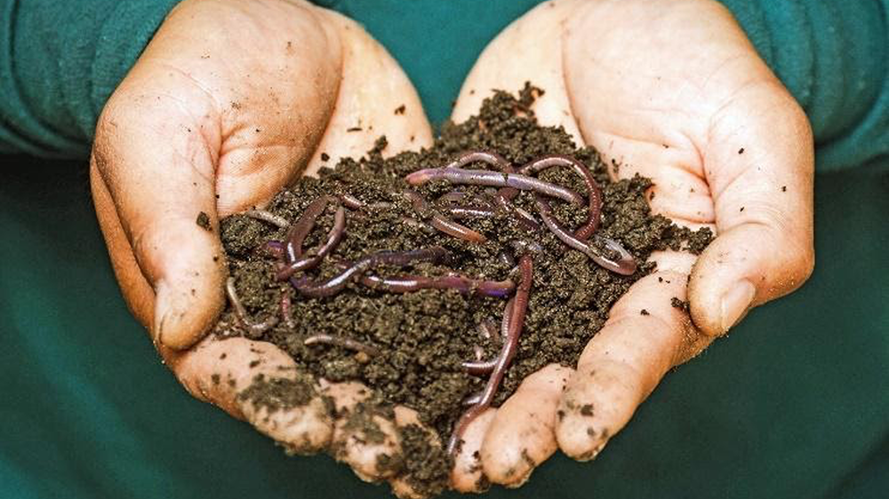 Earthworms are an excellent indicator of healthy soil. Photo, Sippakorn Yamkasikorn, Pexels