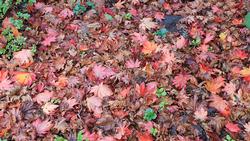 Allow leaves to decompose in the garden. Credit:  Wikimedia Commons