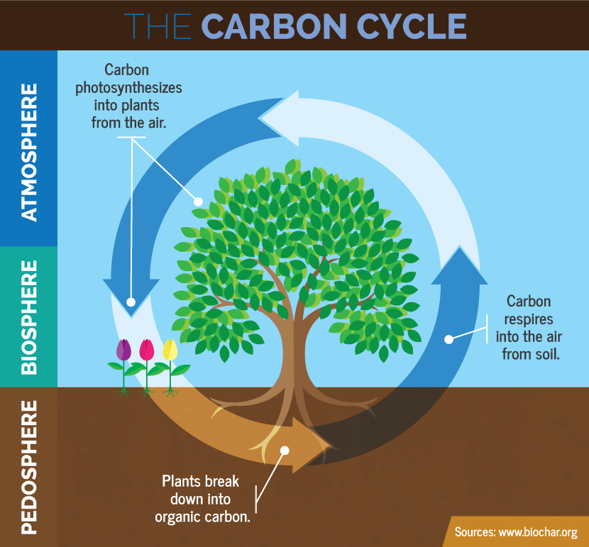 Sequestering carbon is all about using plants to absorb CO2 and lock it in the soil. Credit: Wikimedia Commons