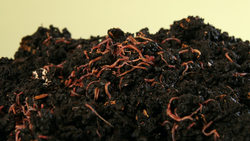Earthworm castings are a rich source of organic matter along with trace elements, and beneficial microorganisms. Credit:  Wikimedia Commons