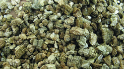 Vermiculite is an inorganic mineral that absorbs and holds nutrients and water. Credit: Wikimedia Commons
