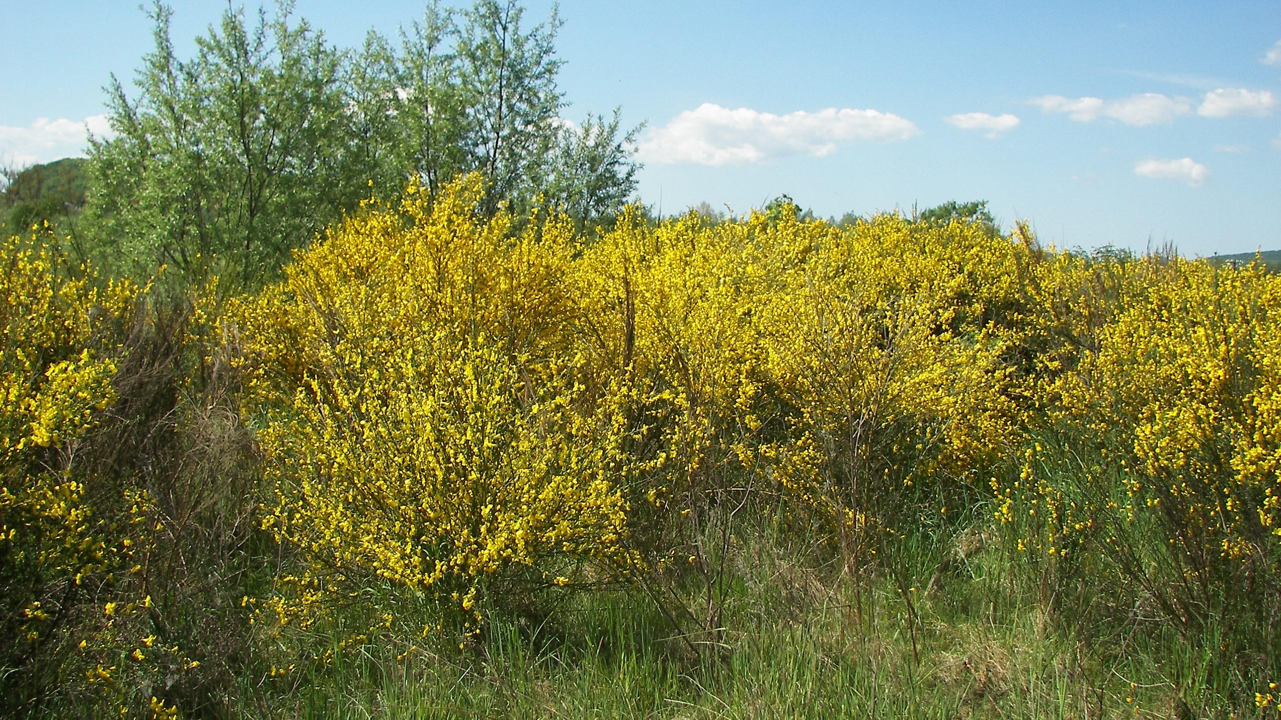 Scotch broom currently infests millions of acres throughout California. Photo: UC ANR