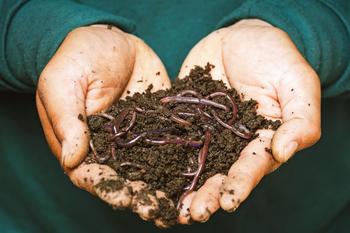 Earthworms shred plant residue, mix soil, provide channels for roots and are an indicator of healthy soil. Credit: Sippakorn Yamkasikorn, Pexels