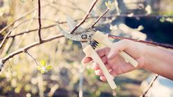pruning-fruit-trees-PGF6TED