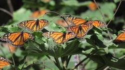 Butterflies need nectar flowers and host plants for caterpillars to feed on. Photo: J Alosi