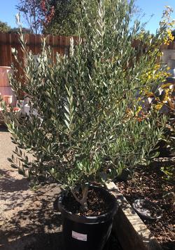 A European olive tree (Olea europaea), needs space to grow to a 25-30 foot height and spread at maturity. Photo credit: Marty Nelson