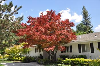 Avoid planting a large tree too close to a house where overhanging branches can pose a fire risk. Photo credit: GardenSoft