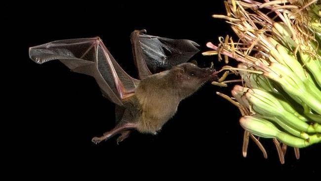 Bats are furry nectar lovers.  Photo: Steve Buchmann