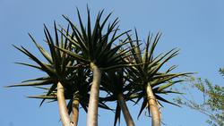 Come meet our spectacular tree aloes and other amazing succulents!
