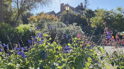 falkirk house view with salvia