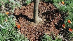Keep mulch at least six inches away from trees, so that you’re able to see the “flare” at the base of the trunk. Credit: UC ANR