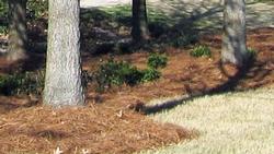 Pine needle mulch is useful around acid loving plants Credit: Wikimedia Commons