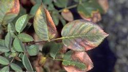 Drought stressed leaves may curl and look scorched. Photo credit: UC Regents