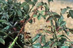 Dry branch tips on this rose bush are signs of severe drought stress. Credit: UC Regents