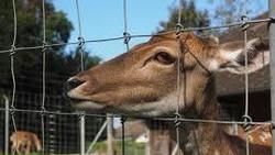 Fencing is the most effective way to prevent deer from damaging your garden. Pxhere