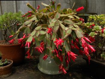 Easter cactus, commonly called summer cactus. Stem segments are flatter and have tiny bristly hairs and flowers have smaller and more numerous petals.