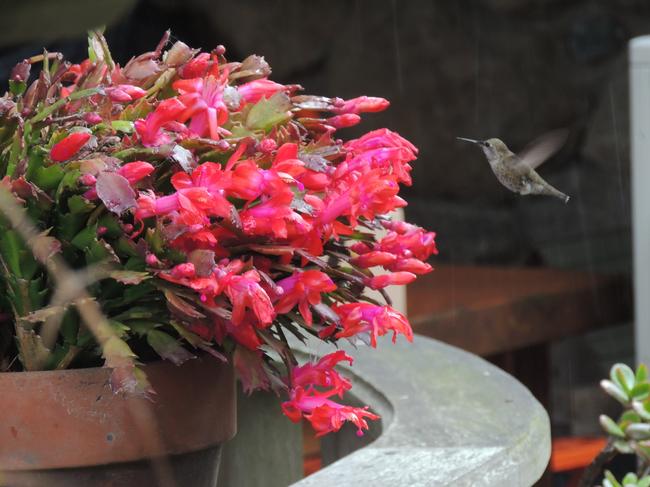 Hummingbirds love Thanksgiving cactus and have mapping technology so they don’t waste precious energy on revisiting blossoms.