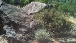 This striking drought tolerant design incorporates rocks, monkeyflower, toyons, and lavender. Credit: UC Regents