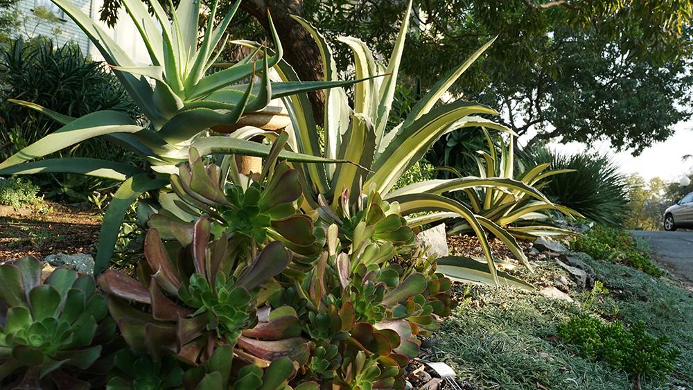 Meet the spectacular succulents and other low-water plants at the Falkirk Demonstration Garden in San Rafael. L Stiles