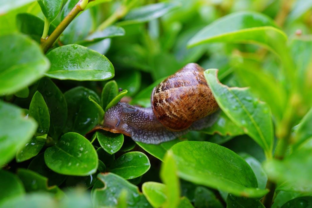 Snails can mow down new transplants in one night. Photo: Pexels