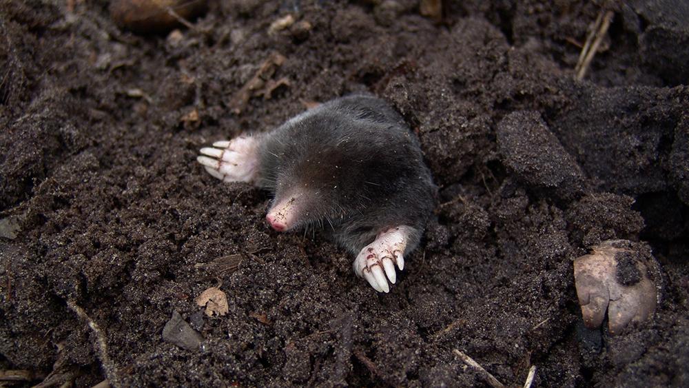 Moles can be a nuisance; but they eat grubs, not plants. Photo: Pexels