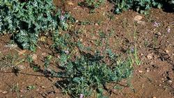 Knowing what types of weeds you have can help in managing them. UC ANR