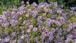 Plants with many small flowers, like asters, are attractive to beneficials. PlantMaster