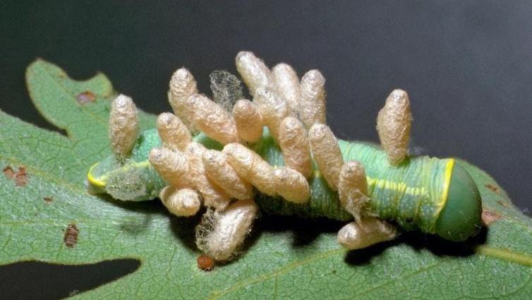 Parasitic wasps devour a caterpillar. UC ANR