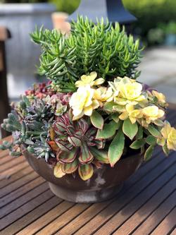 Succulents can thrive indoors if planted in a cactus mix with excellent drainage and watered only after drying out. Placed in an area with bright ligh