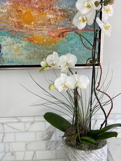 This combination of Phalaenopsis orchi, succulents and tillandsia does well in indirect bright light, watering as the plants approach dryness.