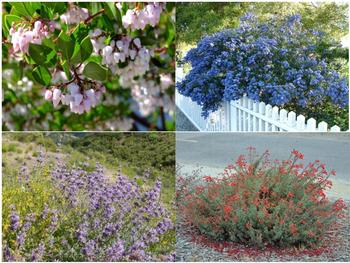 Include all four native plants to provide year-round blooms: manzanita, California lilac, sage, and California fuchsia. Photo credit: PlantMaster