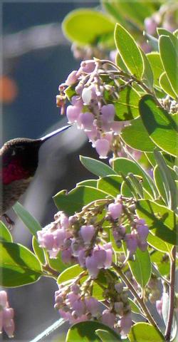 Hummingbirds and bees find native manzanita flowers irresistible. Photo credit: GardenSoft