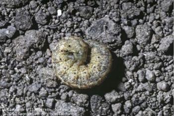 Variegated cutworm, Peridroma saucia, larva. Photo by Jack Kelly Clark