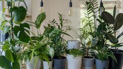 Grouping plants can increase local relative humidity. Vadim Kaipov, Unsplash