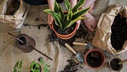 It’s a good idea to repot plants if you see roots growing out the drain hole. Pexels